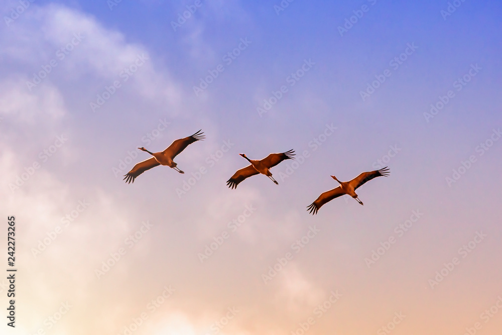 Fototapeta premium flock of cranes in flight on the background the blue sky with white clouds