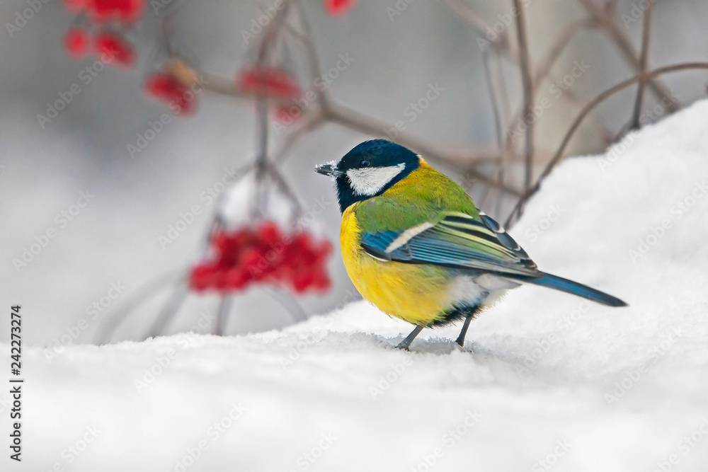 titmouse with colorful plumage in winter on the snow, closeup titmouse with colorful plumage in winter on the snow, closeup