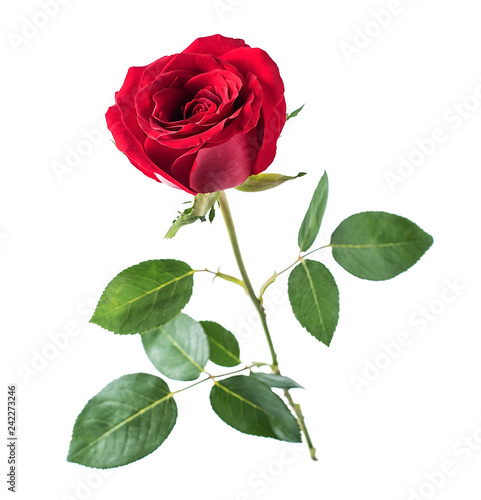 A red rose / Valentine's Day still life poster background material © Lili.Q