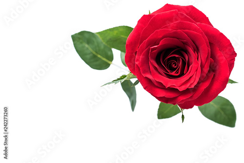 A red rose / Valentine's Day still life poster background material