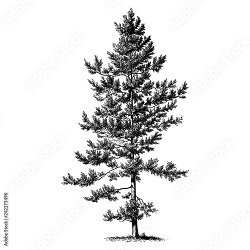 Pine Tree Illustrations