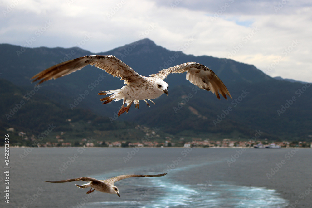 Fototapeta premium Two seagulls with spread wings in flight