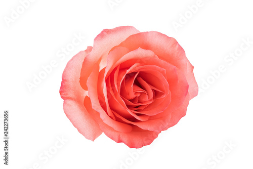 A pink rose   Valentine s Day still life poster background material