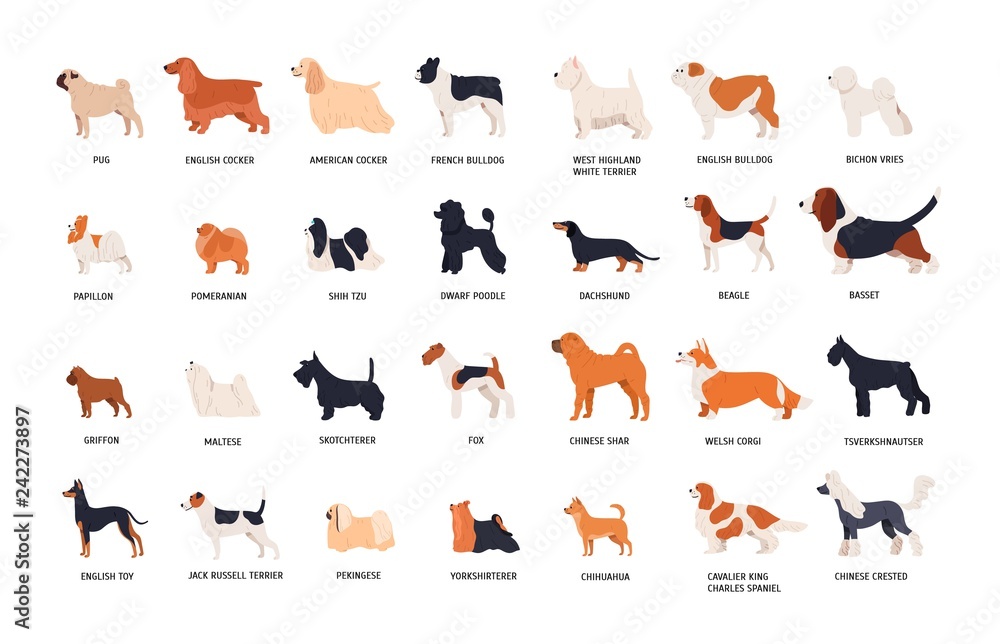 Collection of adorable dogs of various breeds isolated on white background.  Bundle of cute funny purebred pets or domestic animals. Side view. Colorful  vector illustration in flat cartoon style. Stock Vector |