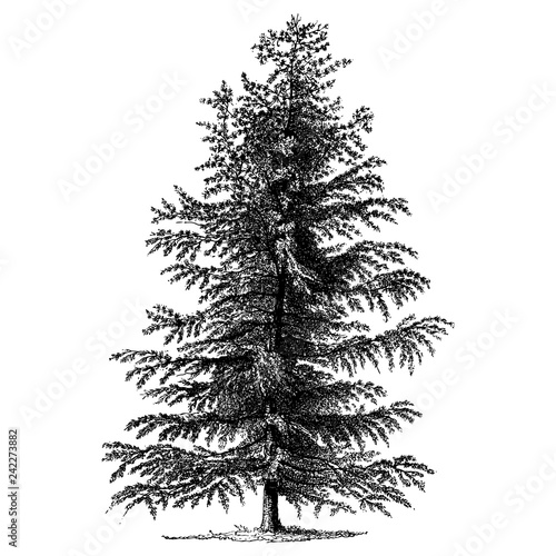 Larch Tree Illustrations