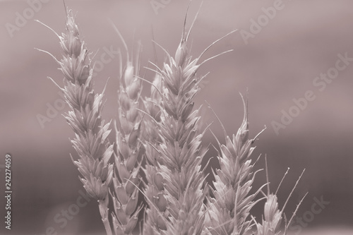Detail from agriculture field. Monochrome image of ears. Copy space.
