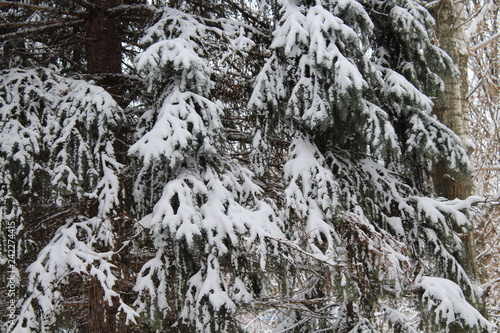 snow covered pine trees © galinasema