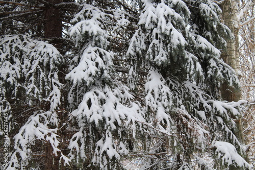 snow covered pine trees