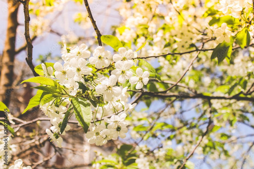 spring flowering trees spring flowering trees