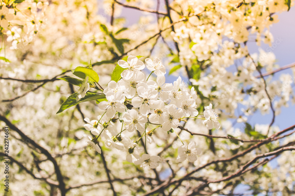 Obraz premium spring flowering trees