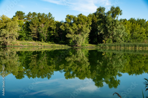 pond, river, shore, plants, forest, trees, thickets, blue, sky, reflection, water, surface, flora, nature, walk, landscape