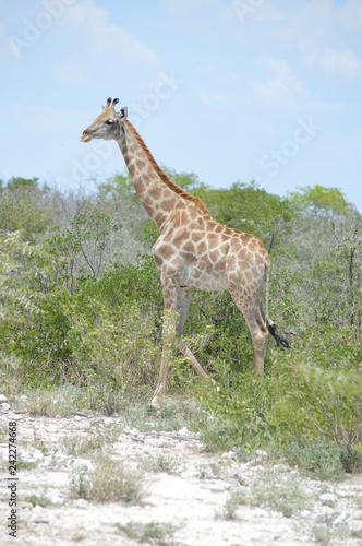 Little giraffe in Africa