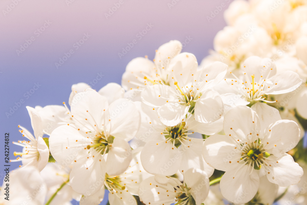 spring flowering trees spring flowering trees
