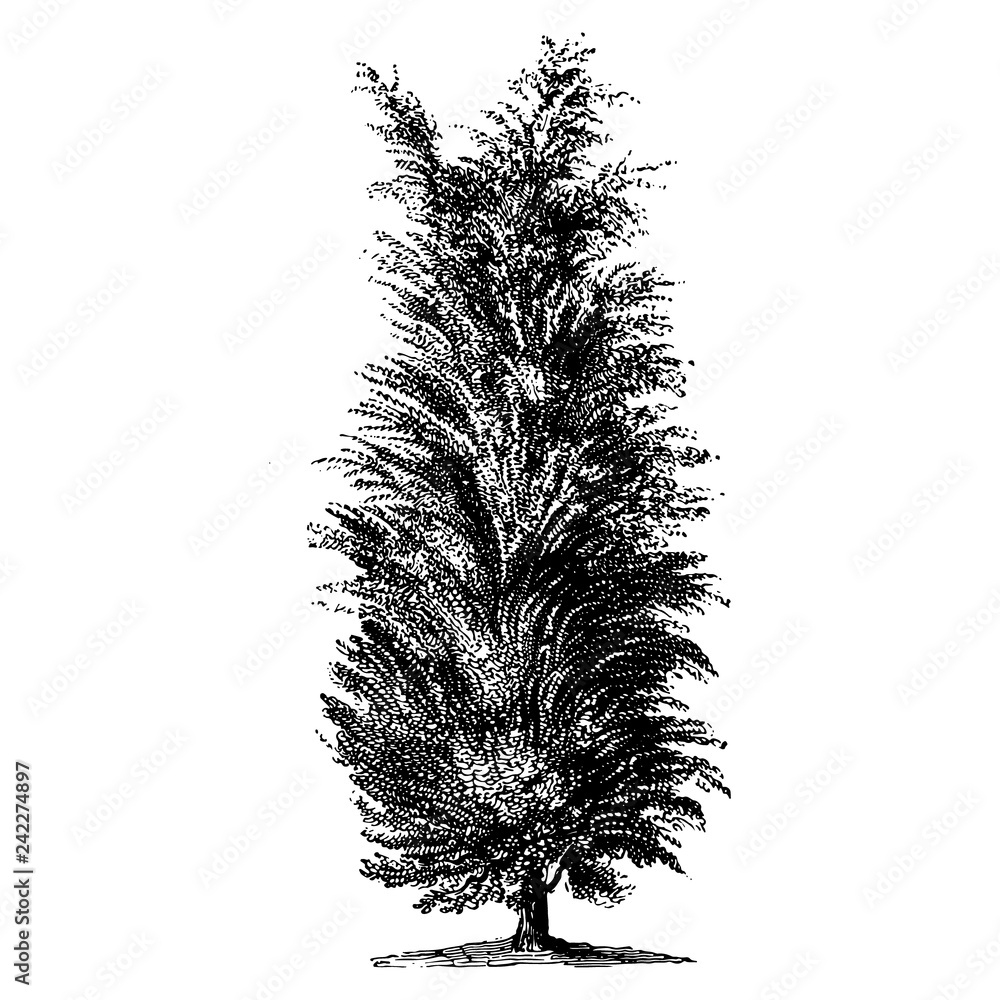 Obraz premium Juniper Tree Illustrations