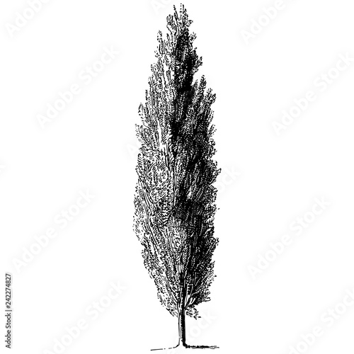 Cypress Tree Illustrations