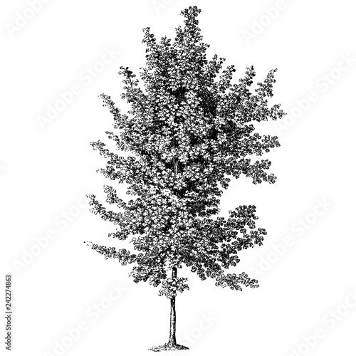 Sycamore Maple Tree Illustrations