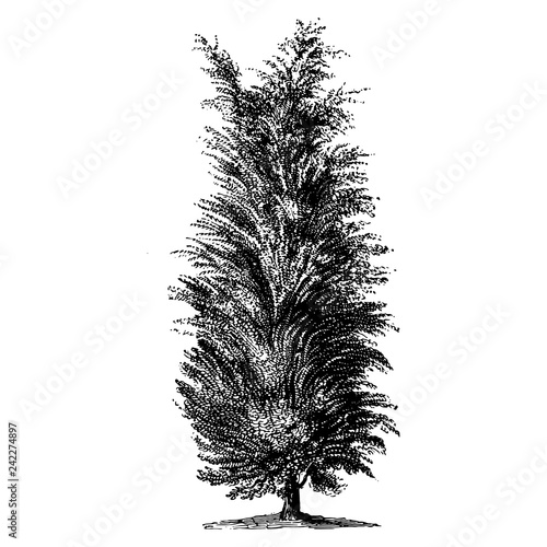 Juniper Tree Illustrations