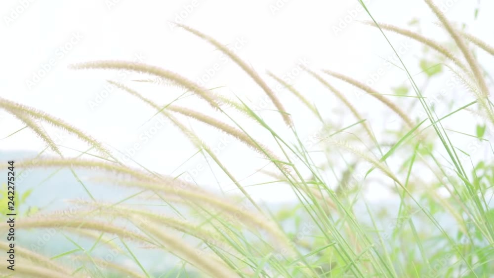 Grass flower mover beautiful nature Grass flower mover beautiful nature