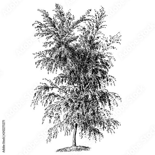 White Birch Tree Illustrations