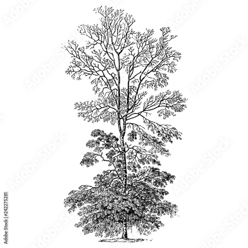 White Hickory Tree Illustrations