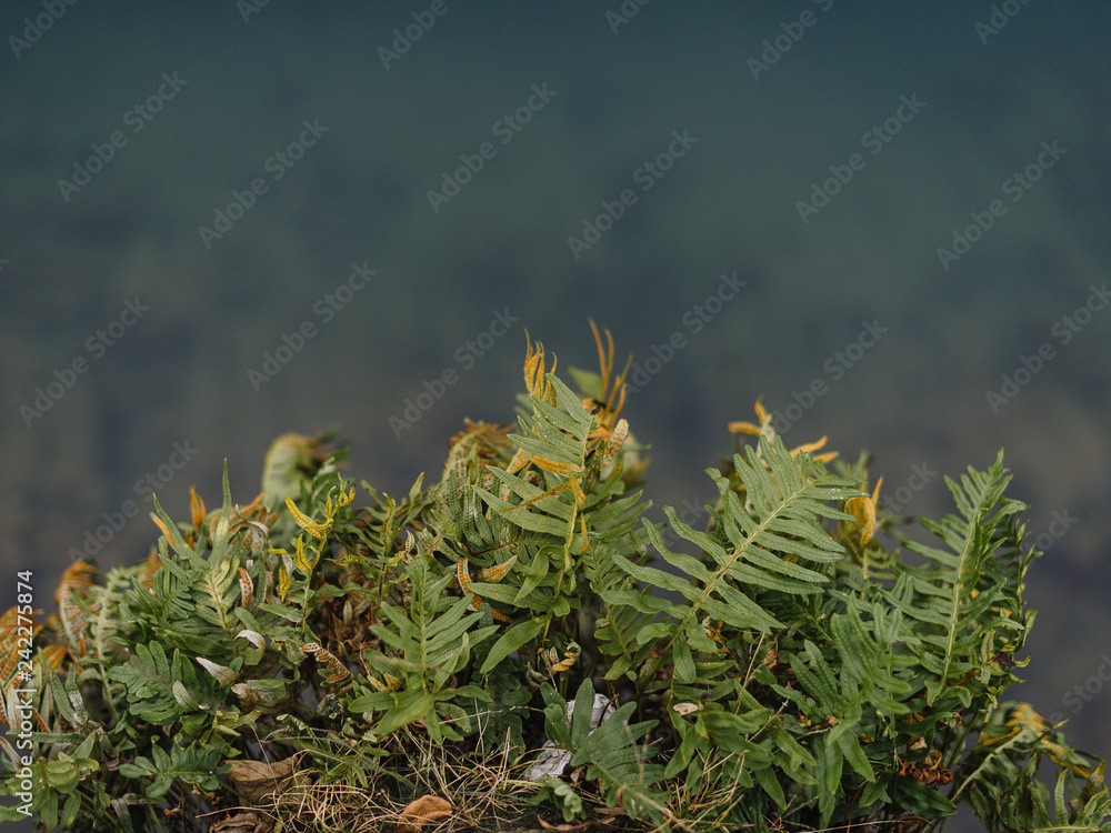 Fototapeta premium Planta verde sobre el océano