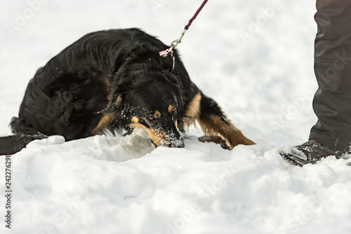 Fototapeta Naklejka Na Ścianę i Meble -  Owner is walking with his bernese mountain dog. Dog pulls and refuses on a leash