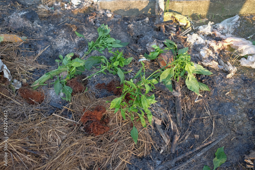 Chilli mosaic virus (CMV) is common disease of chilli. The leaves turned to unequal yellowish green. Chilli mosaic virus (CMV) is common disease of chilli. The leaves turned to unequal yellowish green.
