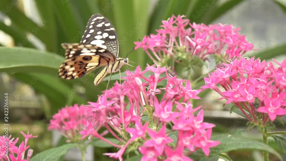 Bunter Schmetterling saugt Nektar aus Blüten Bunter Schmetterling saugt Nektar aus Blüten