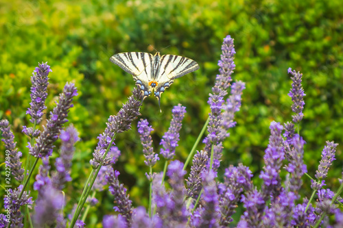 Scarce swallowtail butterfly Iphiclides podalirius butterfly on purple lavender flowers photo