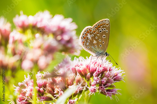 Female Common Blue butterfly Polyommatus icarus pollinating closeup
