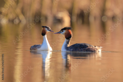 Photos Great crested grebe Podiceps cristatus mating during Springtime