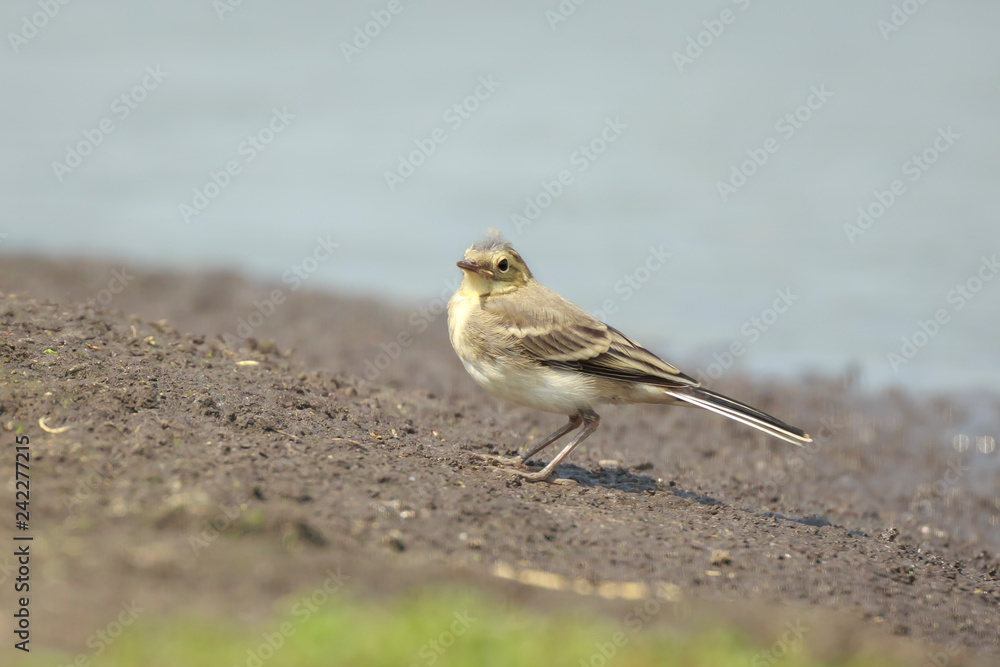 Juvenile White Wagtail Motacilla alba Juvenile White Wagtail Motacilla alba