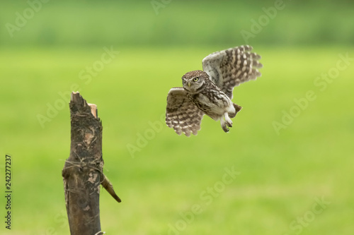 Little owl, Athene noctua, bird of prey in flight