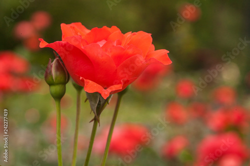 Grandiflora Rose - Scarlet Queen Elizabeth 