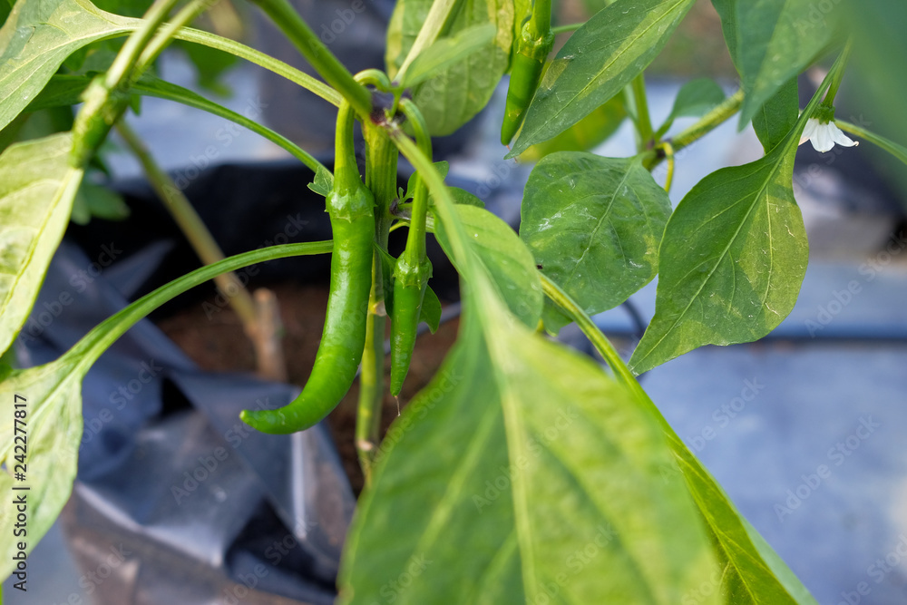 Red chili plant in farm with modern system use poly bag , poly pipe and fartigation system. Red chili plant in farm with modern system use poly bag , poly pipe and fartigation system.