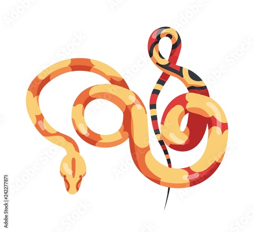 Gorgeous sinuous snake isolated on white background. Exotic carnivorous repti...