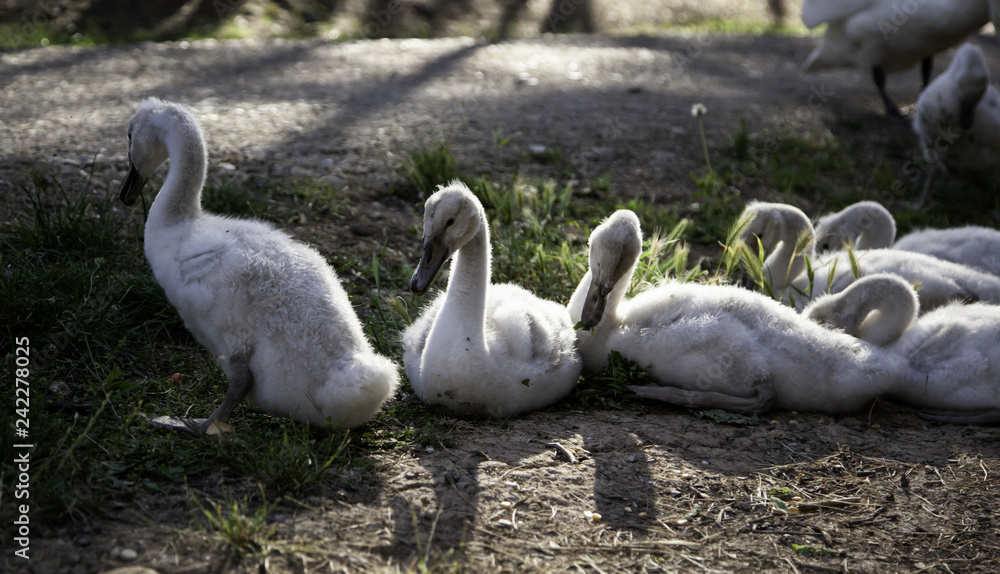 Obraz premium Small ducks park