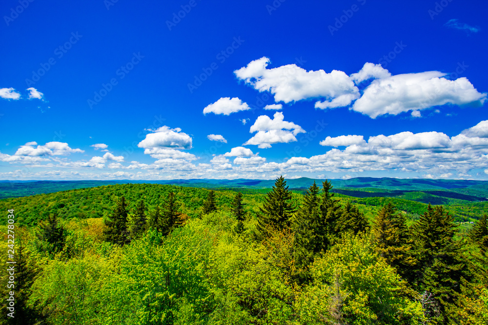 Fototapeta premium Forest View with Blue Sky