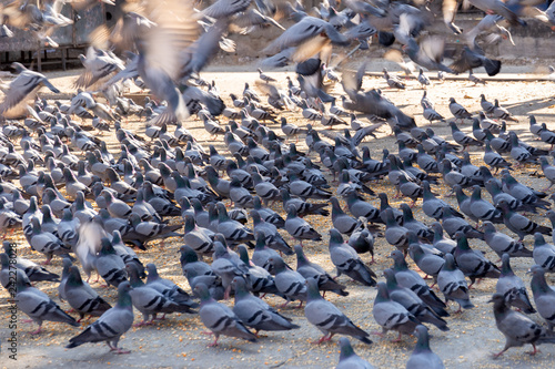 Group of the pigeons on street in jaipur indina. © bignai