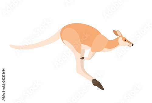Jumping kangaroo isolated on white background. Portrait of wild Australian animal, side view. Beautiful exotic species, fauna of Australia. Colorful vector illustration in flat cartoon style.
