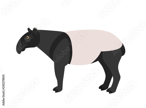Malayan tapir isolated on white background