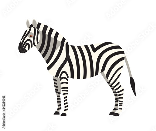 Zebra isolated on white background