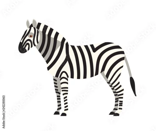 Obraz Zebra isolated on white background