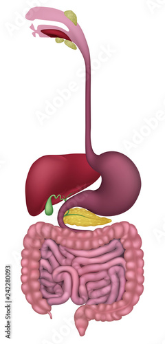 Medical anatomy illustration of  human gastrointestinal digestive system including intestines or gut 