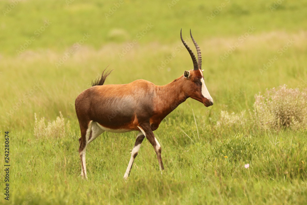 African Blesbok in the African bush veld African Blesbok in the African bush veld
