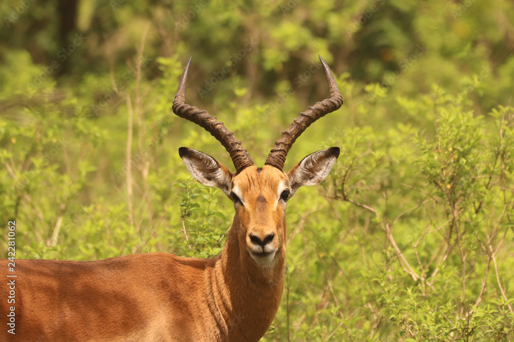 Impala in the African bush veld Impala in the African bush veld