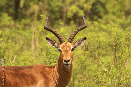 Impala in the African bush veld © LUMO