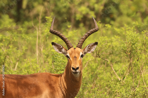 Impala in the African bush veld