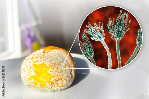 Mandarin with mold. Photo and 3D illustration of microscopic fungi Penicillium which cause food spoilage and produce antibiotic penicillin photo