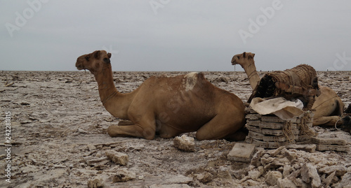 Transportation of salt slabs camel, Karum lake, Danakil, Afar Ethiopia